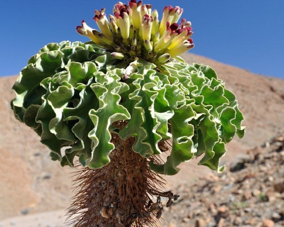 Пахиподиум namaquanum