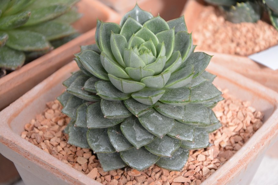 Ariocarpus kotschoubeyanus