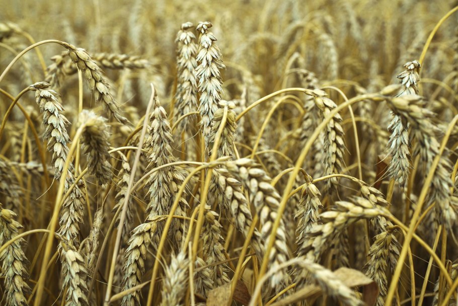 Полевые культуры зерновые