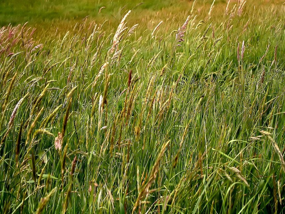 Фестулолиум овсяница райграс Тимофеевка