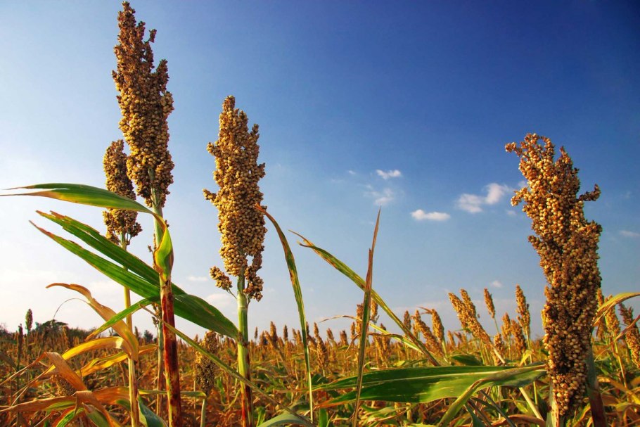 Житняк гребневидный