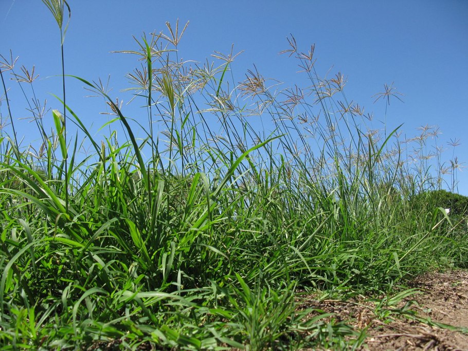 Зултурган трава