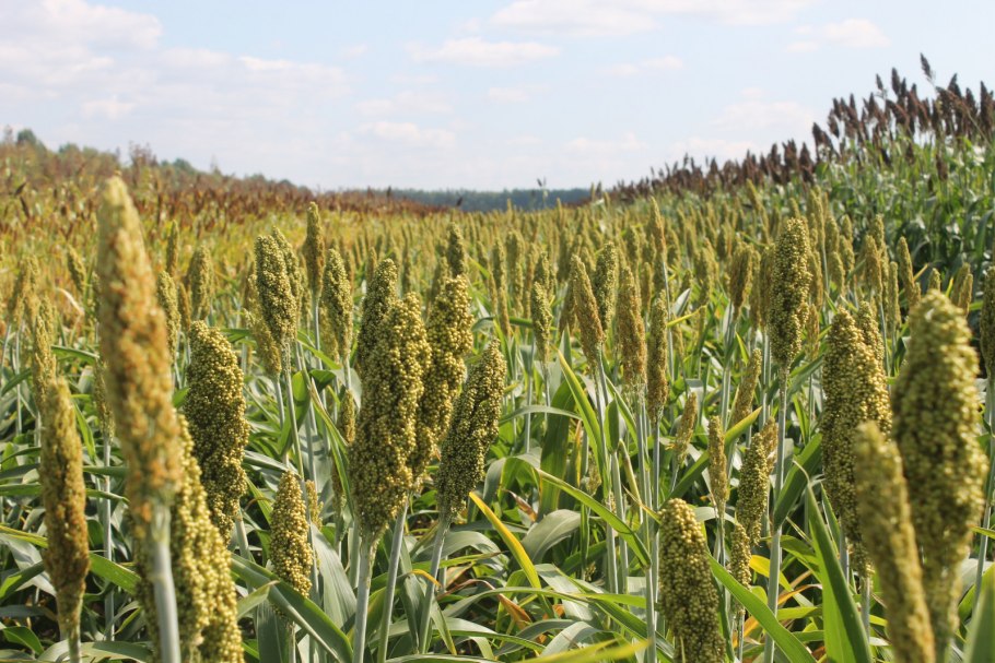 Пшеница рожь тритикале