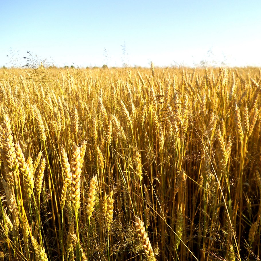 Сидерат овес посевной