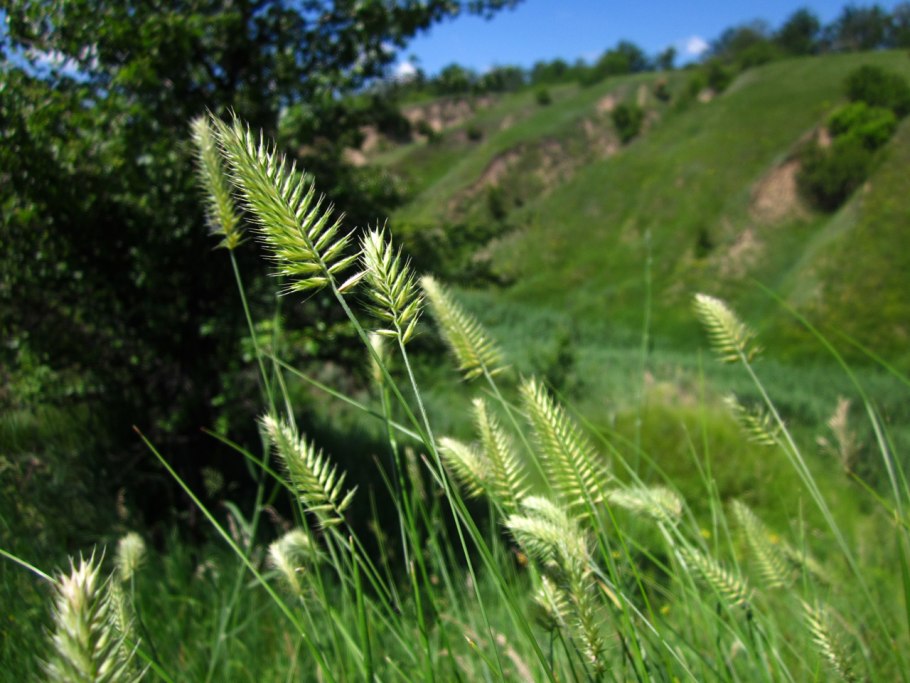 Ежа сборная Dactylis glomerata l.