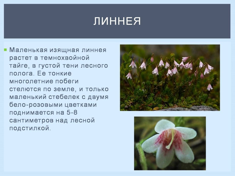 Колокольчики в тундре