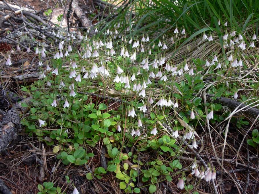 Кислица обыкновенная (Oxalis acetosella)