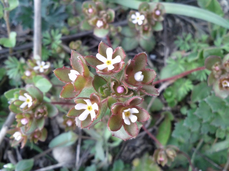 Androsace turczaninovii