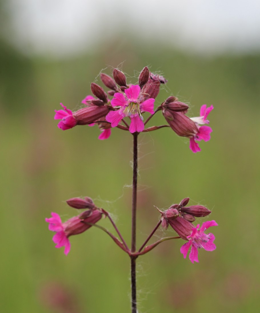 Линнея Северная Linnaea Borealis рисунок