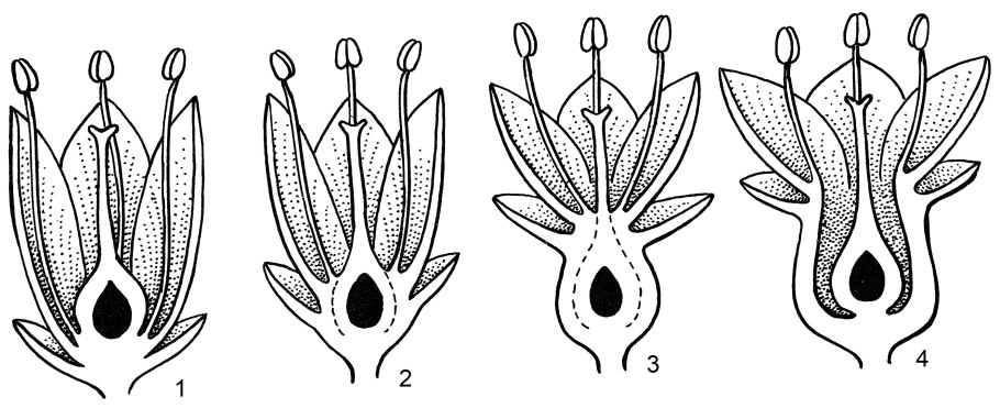 Почка сирени схема