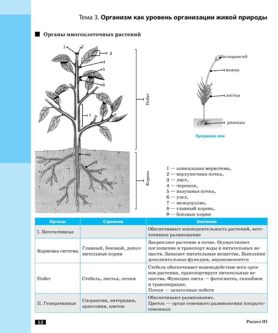 Типы корней и корневых систем