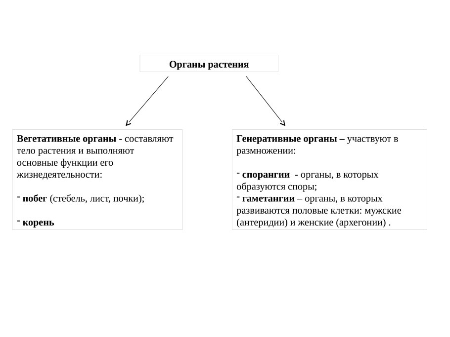 Наличие вегетативных органов - стебля с листьями