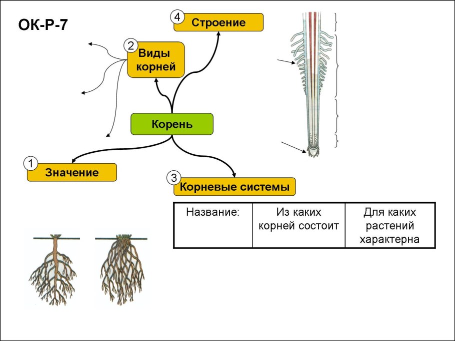 Строение высших споровых растений