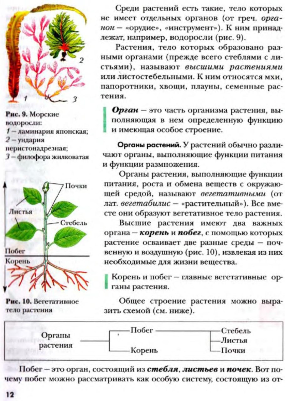 Многоярусные сообщества покрытосеменных рисунок