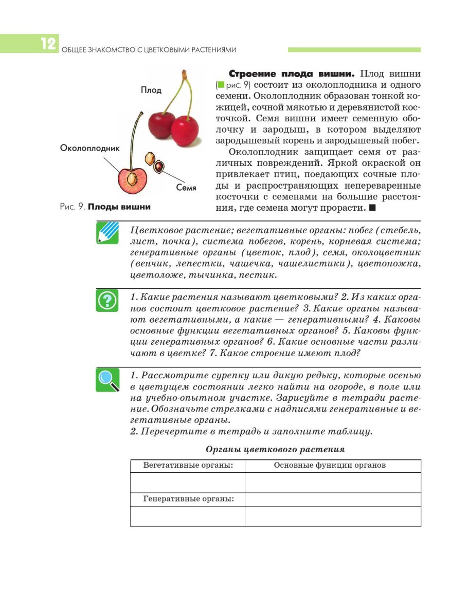 Вегетативная почка