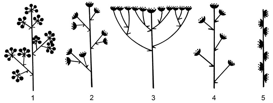 Соцветие колосовидная метелка