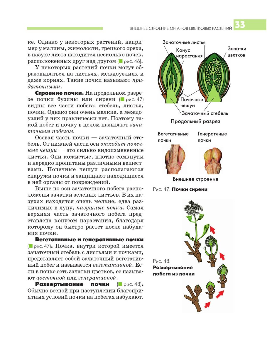 Органы растений корень