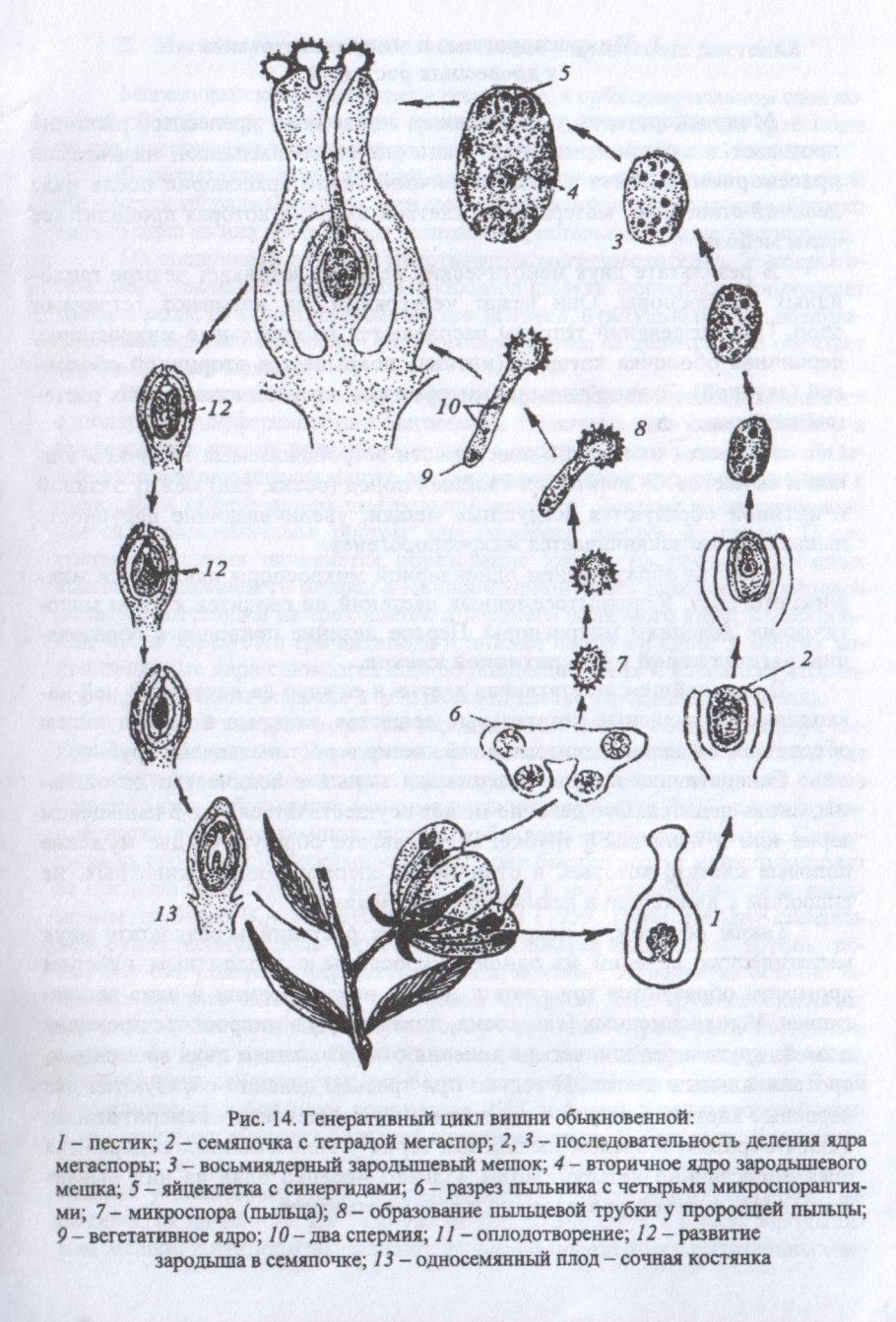 Строение почки ботаника