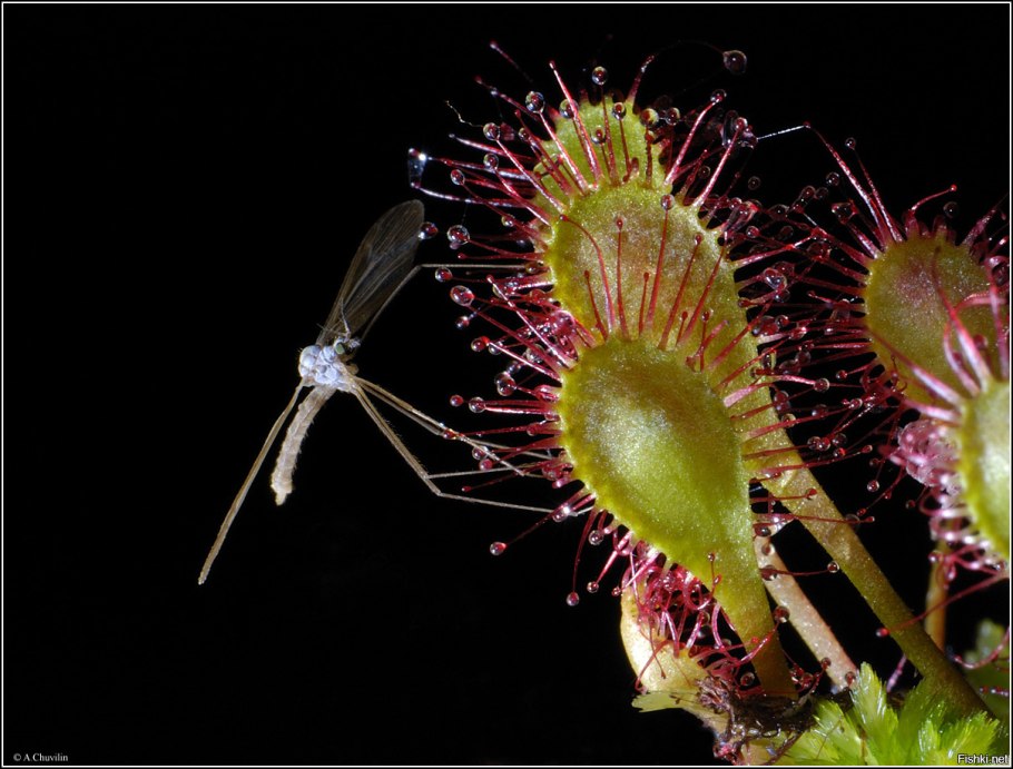 Венерина мухоловка