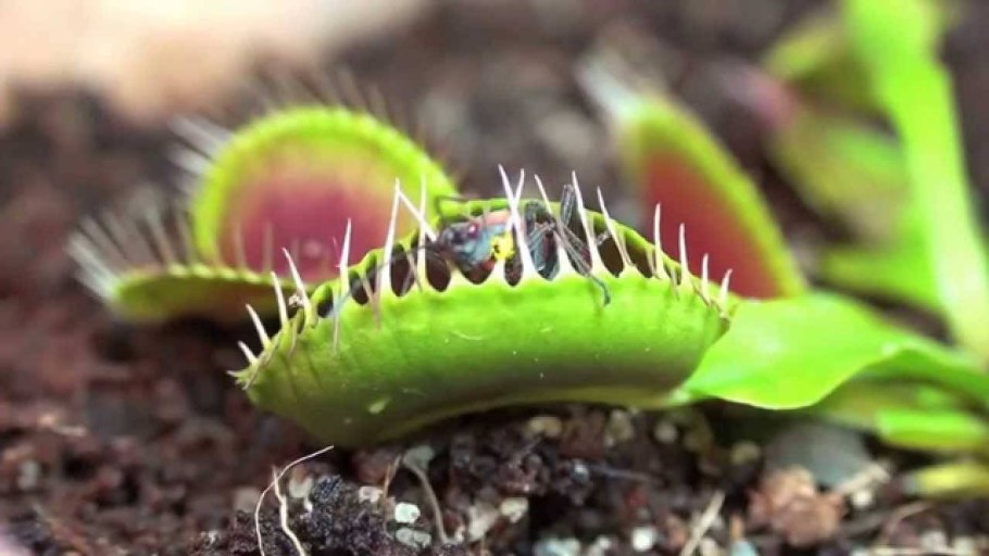 Росянка Капская Drosera capensis