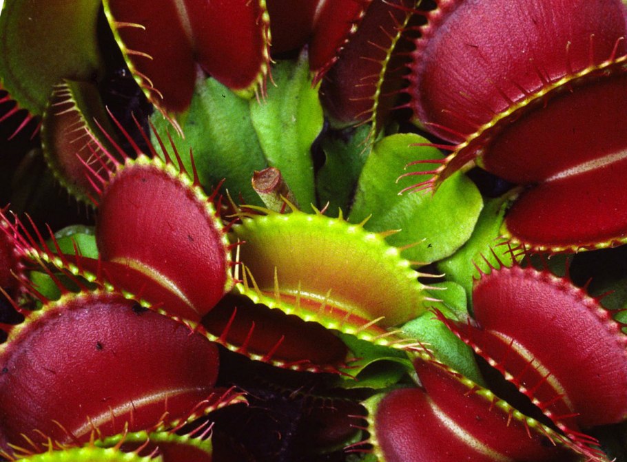 Венерина Дионея