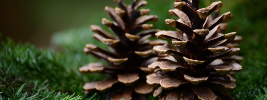 Шишки сосны