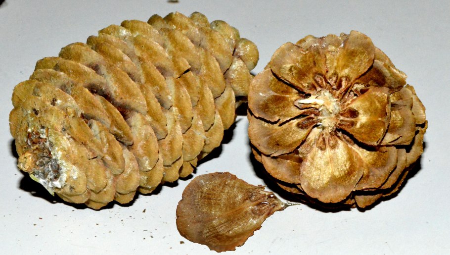 Коричневая шишка