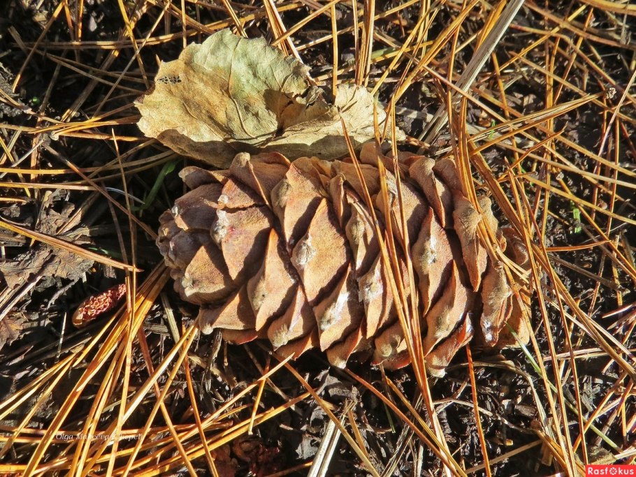 Растение в виде шишки