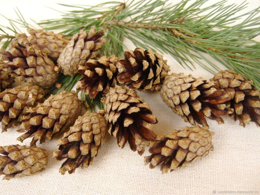 Семейство сосновые Pinaceae