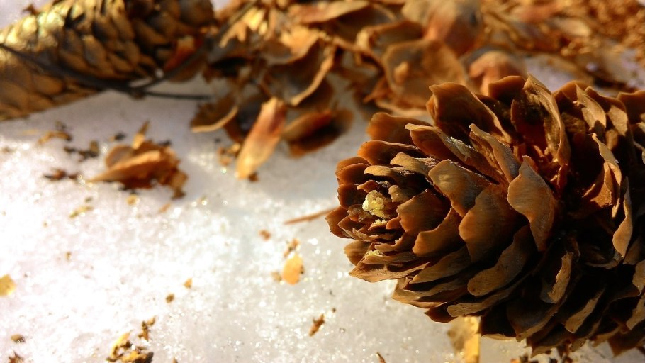 Шишка конус