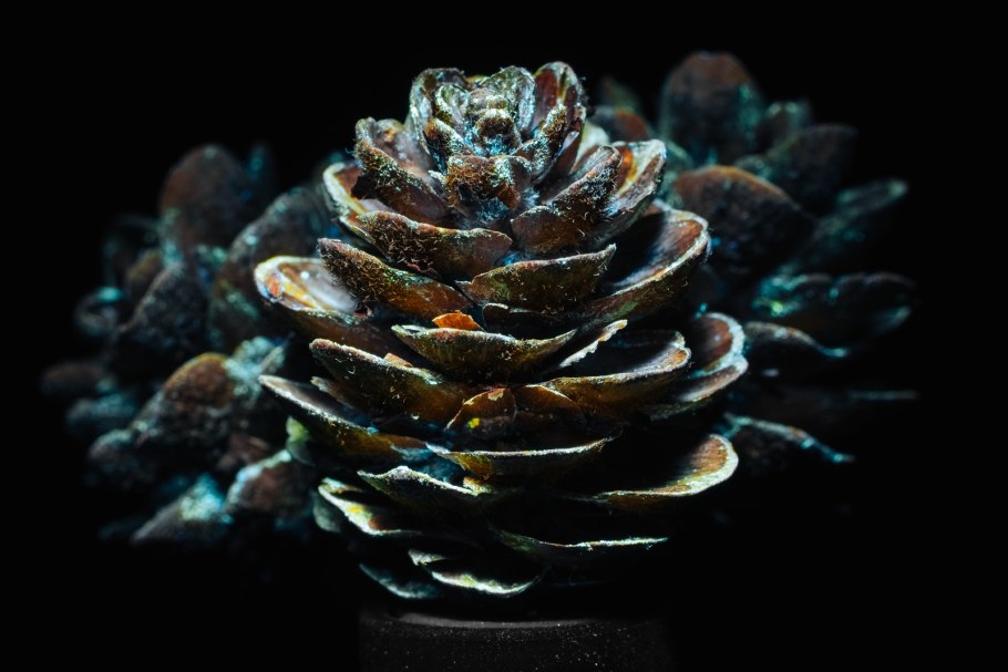 Четыре шишки