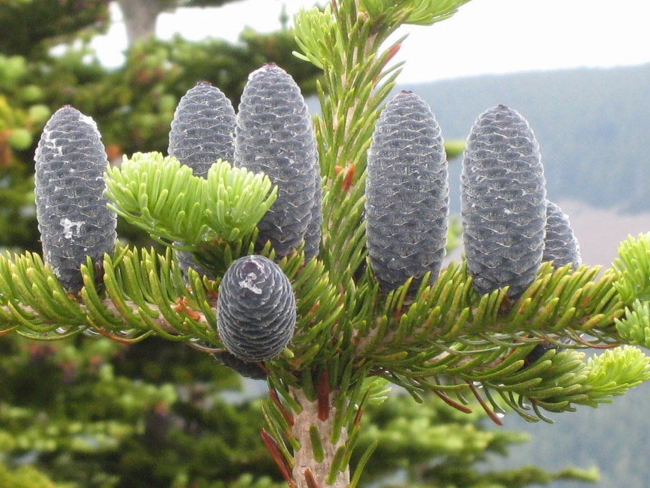 Abies Koreana Tajga