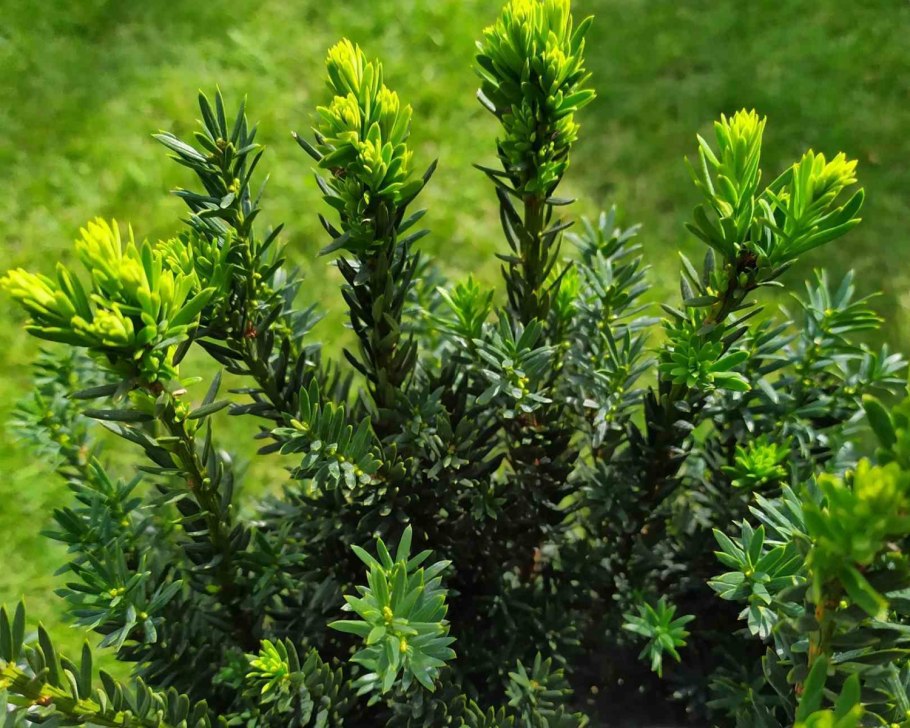 Тис (Taxus)