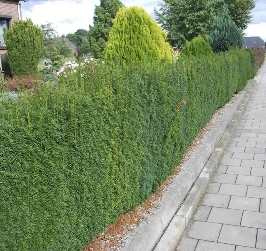 Тис средний Хикси (Taxus Media Hicksii)