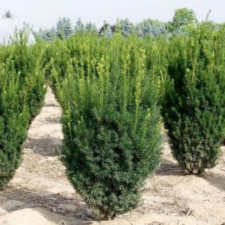 Тис средний Стефания