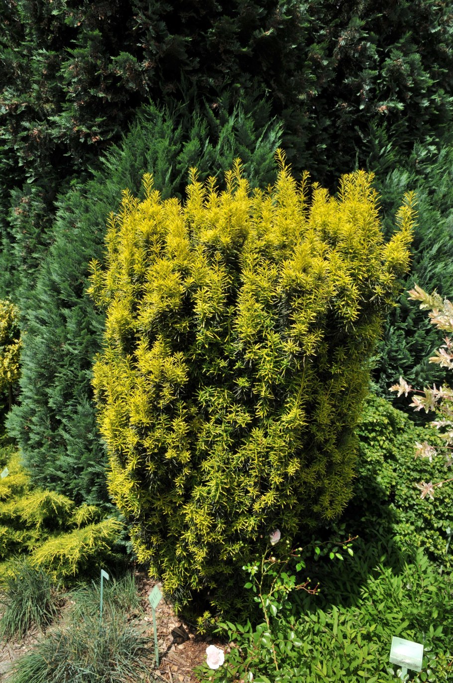 Taxus Media Hicksii