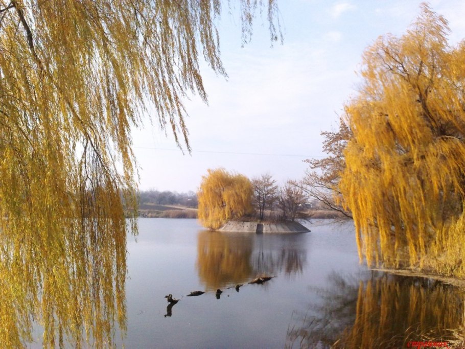 Ива плакучая Кореновск