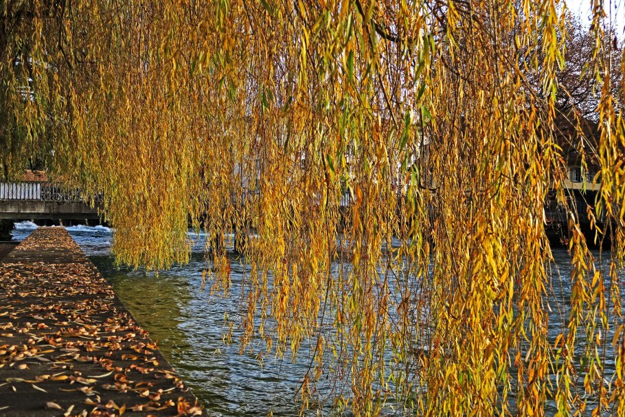 Ива белая плакучая осень