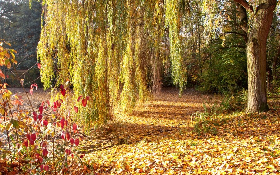 Плакучая Ива ствол