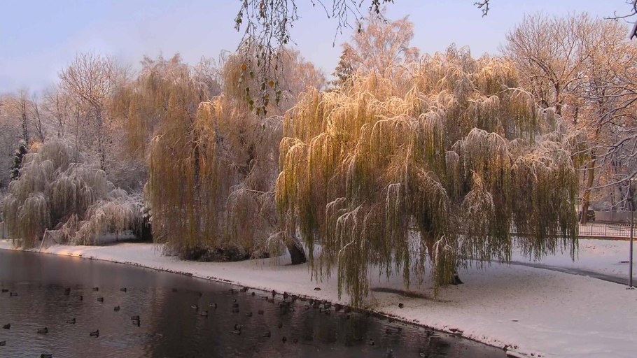 Плакучая Ива осень