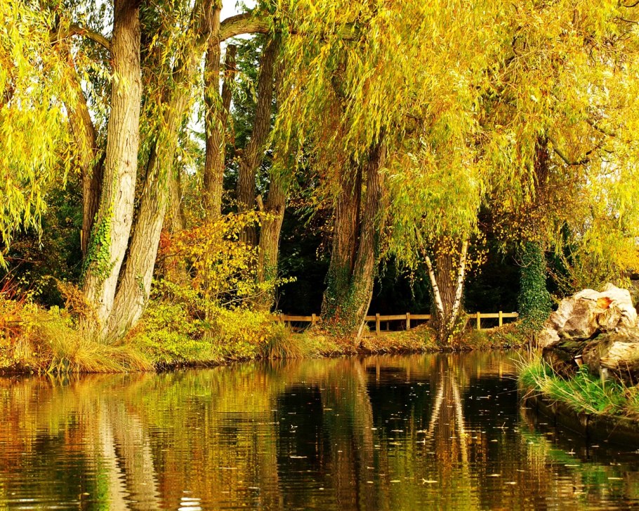 Ветки ивы в воде