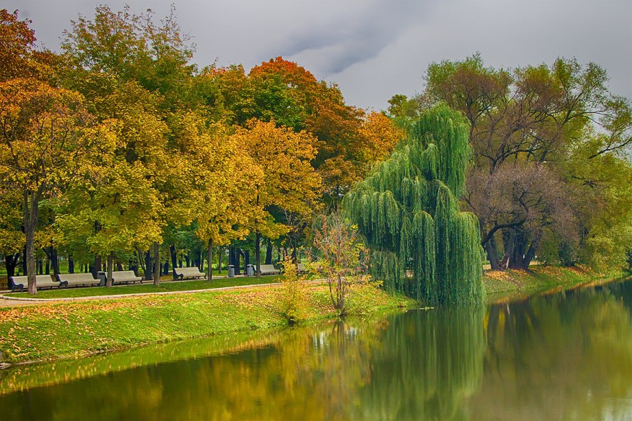 Ива Золотая плакучая
