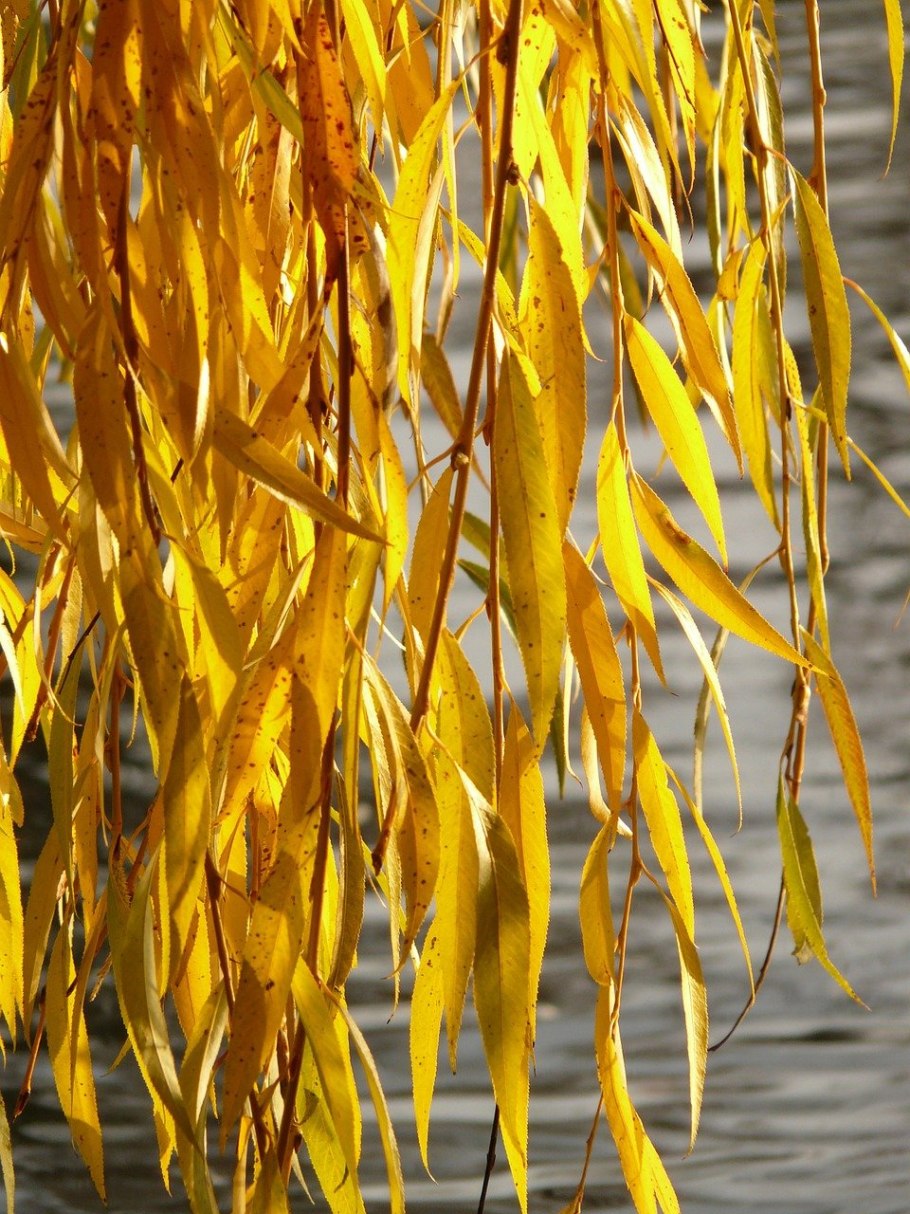 Плакучая Ива у пруда