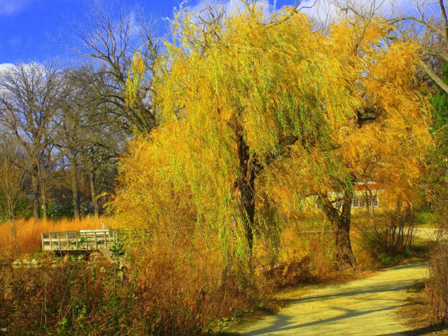 Осенняя Ива Нижний парк