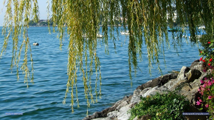 Ива Золотая плакучая