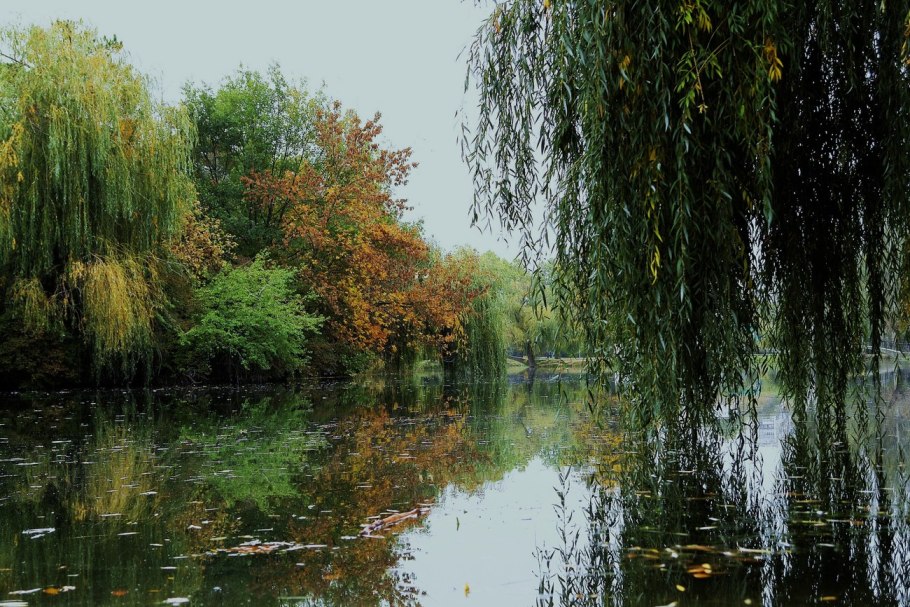 Осенние листья ивы