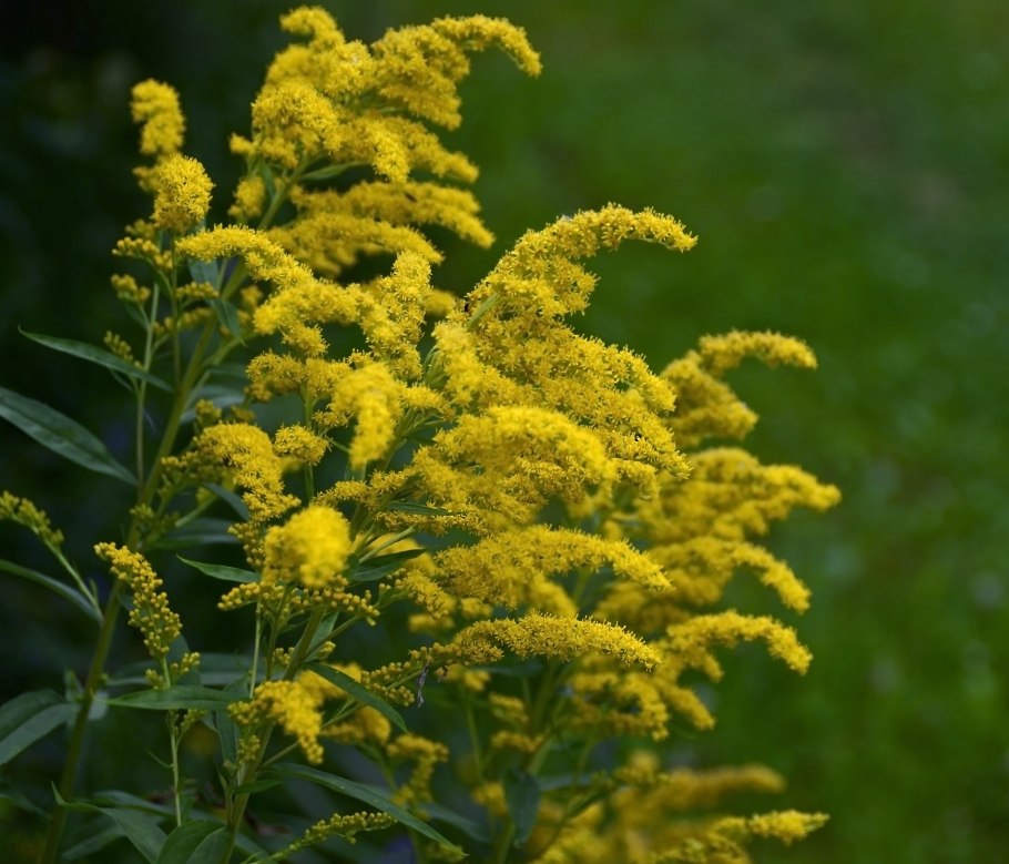 Золотарник гибридный Голд Кинг