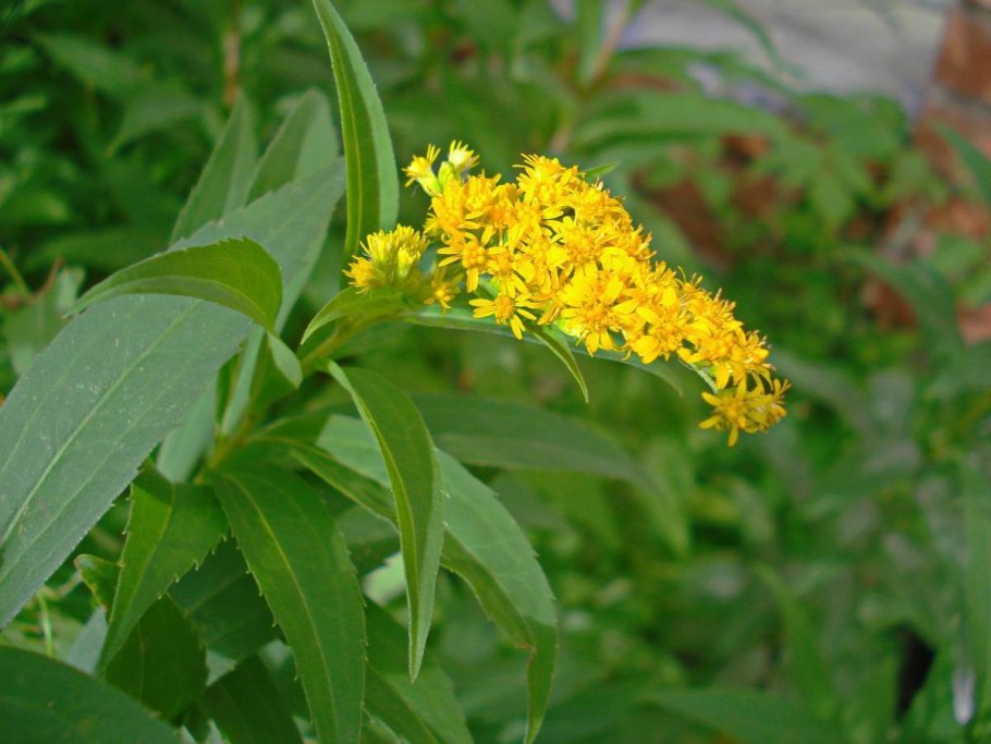 Золотая розга