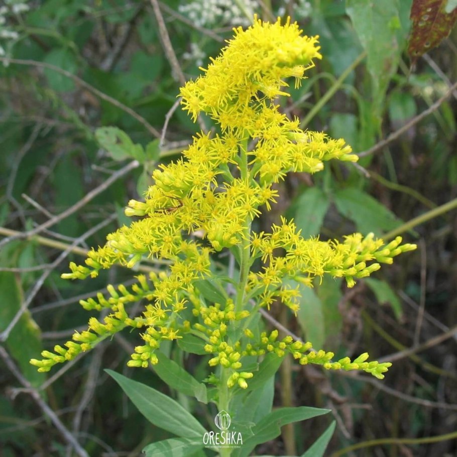 Золотарник золотые стрелы