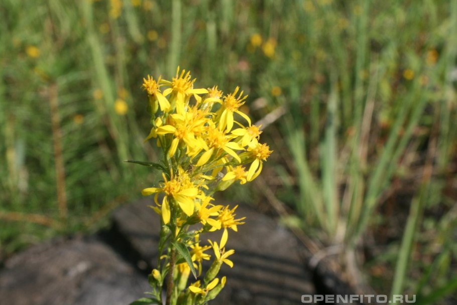 Золотарник морщинистый